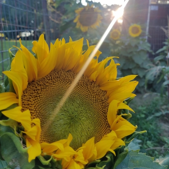 Meet your Posher, Victoria-grace - Picture 2 of 3